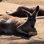 Taronga Zoo Sydney