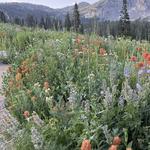 Albion Meadows Trail