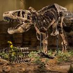Carnegie Museum of Natural History