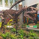 Carnegie Museum of Natural History