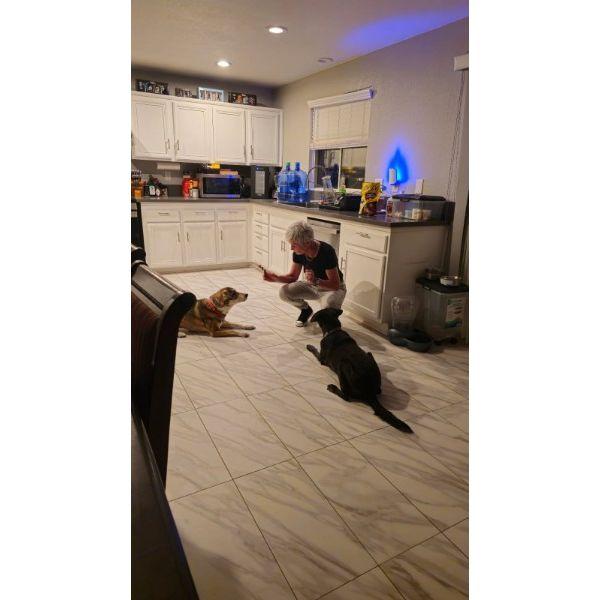 Anne meeting my dogs for the first time.