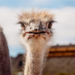 Rooster Cogburn Ostrich Ranch