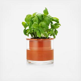 Self Watering Pot