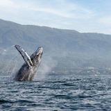 Whale Watching and Dolphin Swim