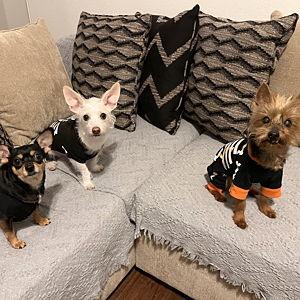 Treat & Toy Supply