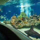 OdySea Aquarium