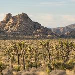 Joshua Tree National Park