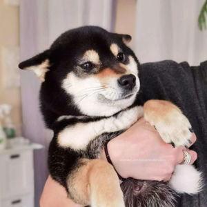 2nd Shiba Fund