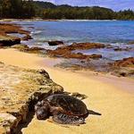 Turtle Bay