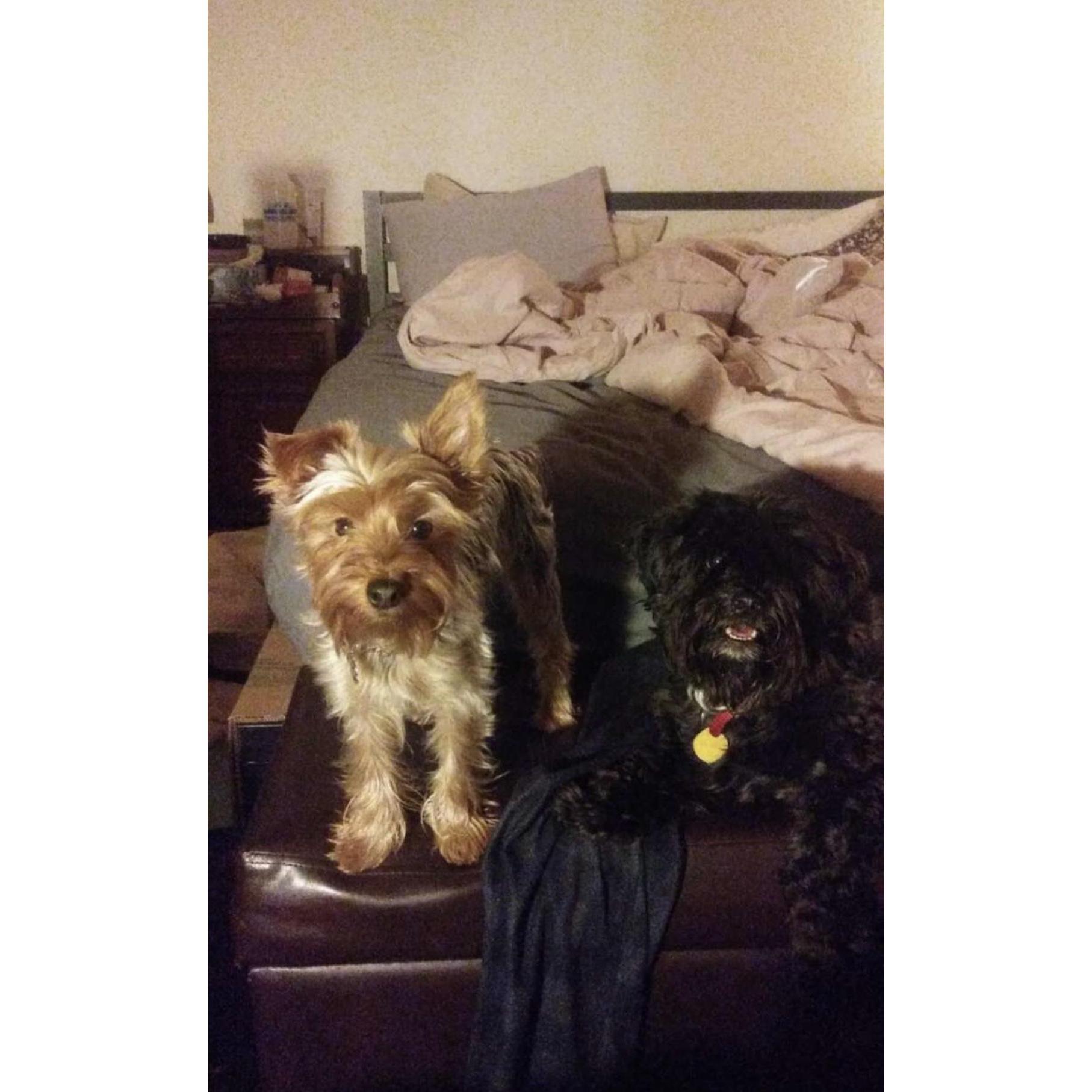 Peter and Alex's fur babies, Cassie and Chewie!