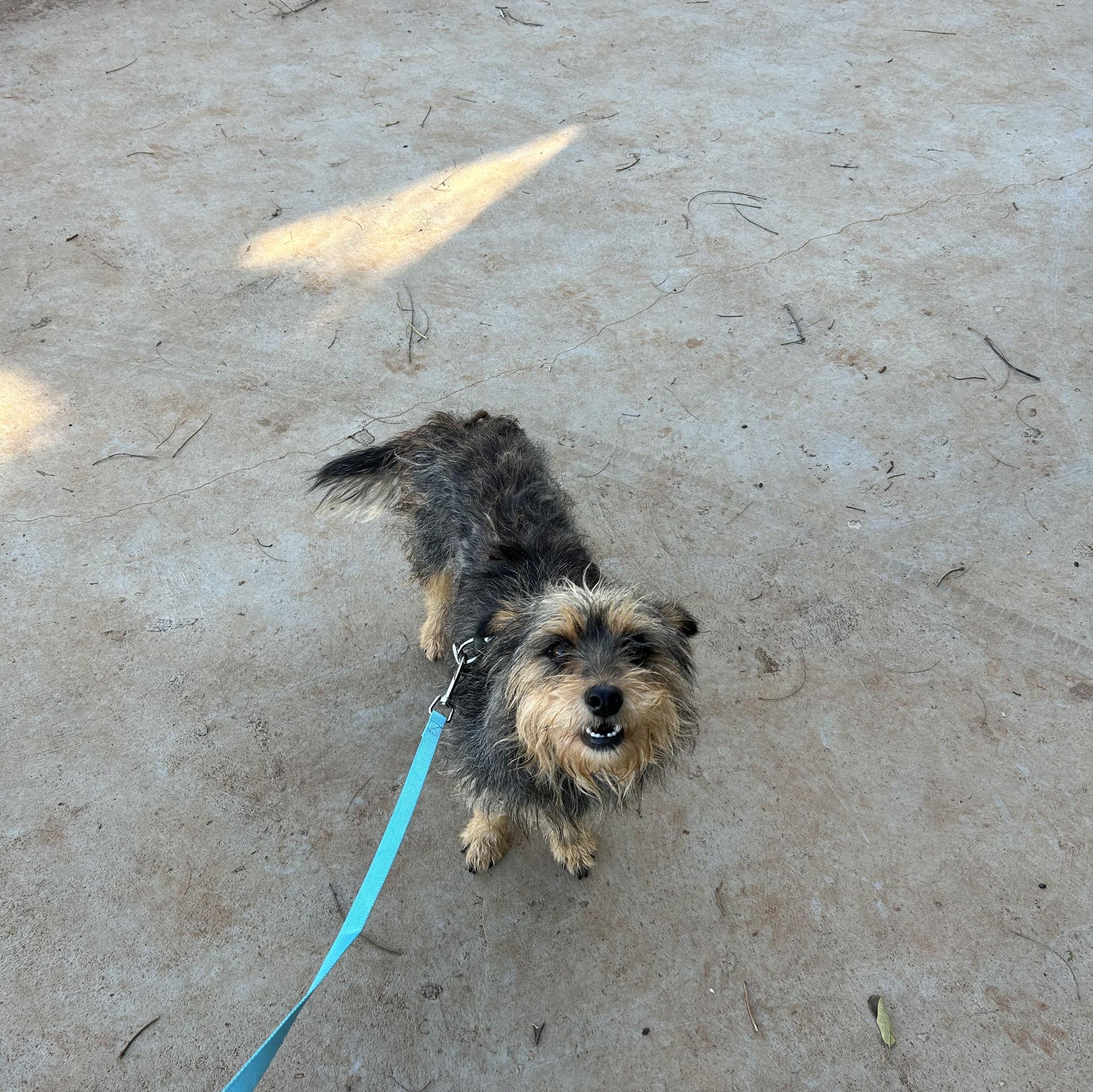 Ñembuajui, nuestra rescatadita perrihija♥️