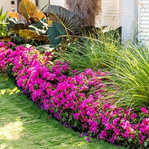 Front yard plants!