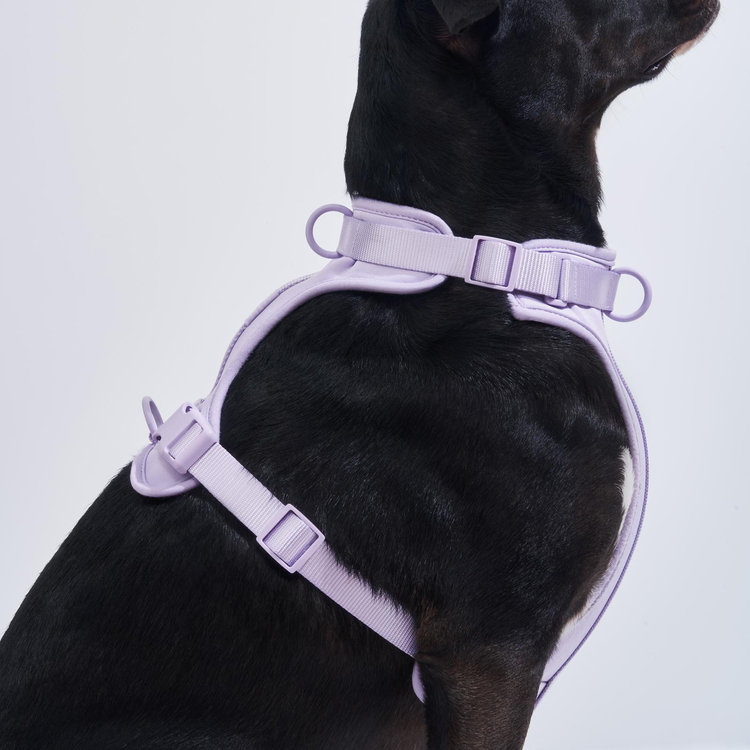 Wild One, Cushioned Dog Harness | Zola