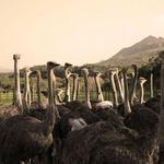 Cape Point Ostrich Farm & Reptile Rehabilitation Center