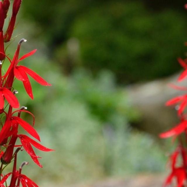 Brooklyn Botanic Garden