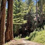 Pescadero Creek Park