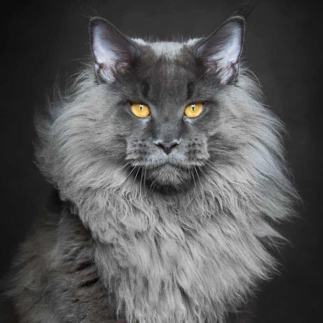 Our Maine Coon