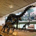 Yale Peabody Museum of Natural History
