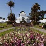 Conservatory of Flowers (all of Golden Gate Park)