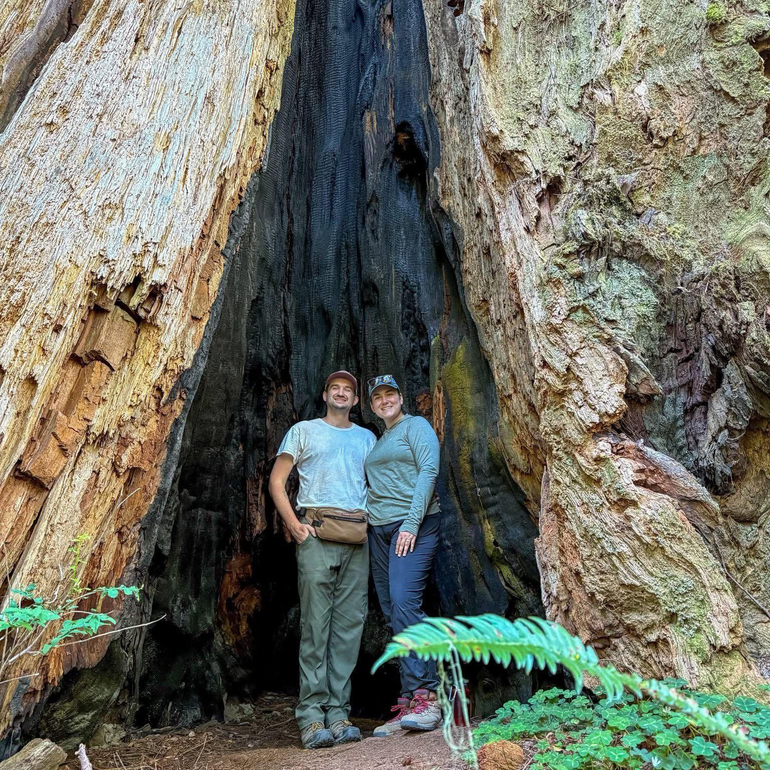 Several giant Redwood trees to stand in!