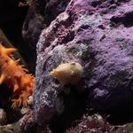 California Academy of Sciences