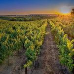 Livermore Wine Country