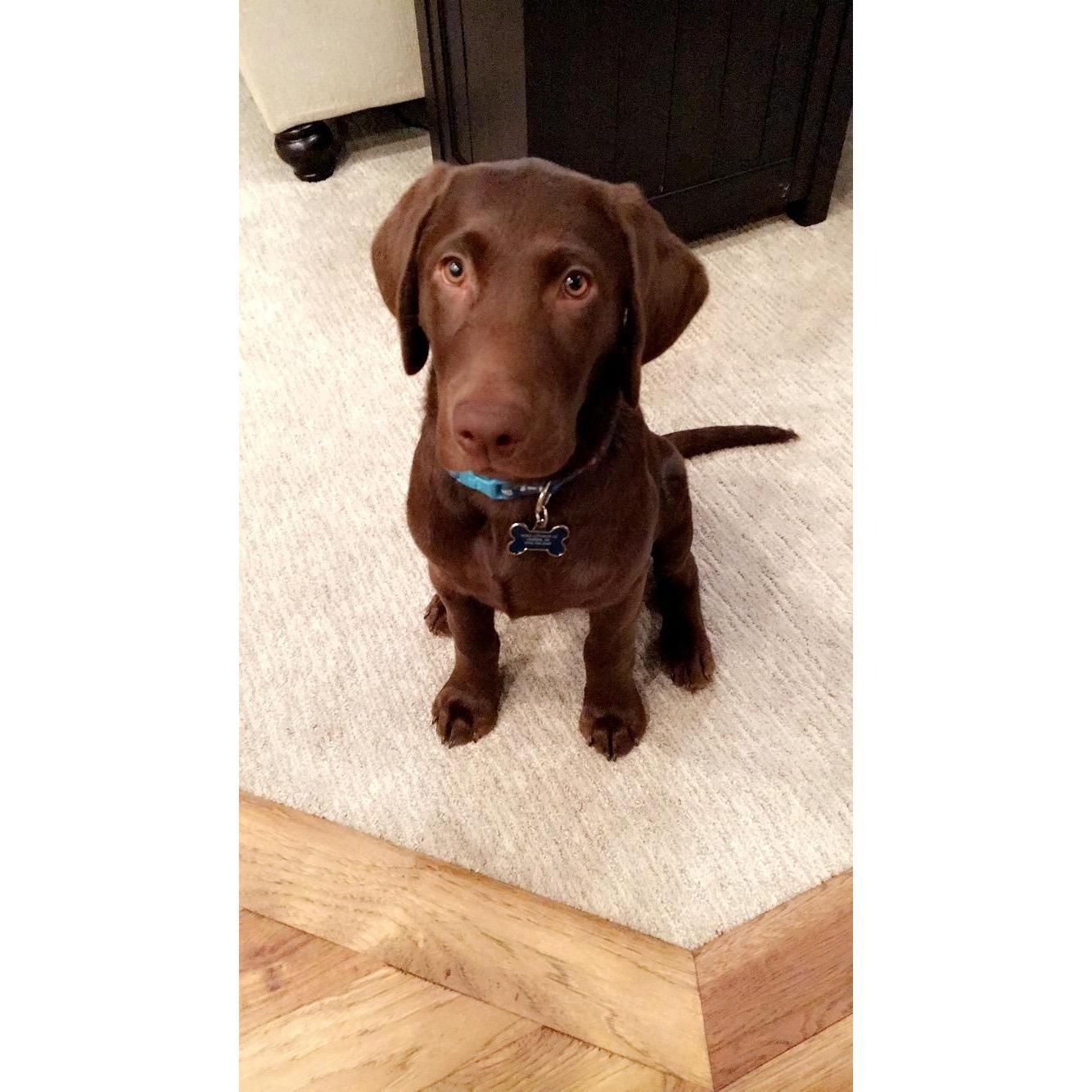 The new addition to our family! Mr. Wesley Coats.
