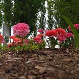 The Arboretum at Penn State