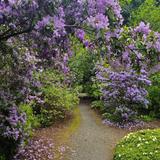 Rhododendron Species Botanical Garden