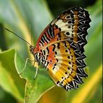 The Butterfly Palace & Rainforest Adventure