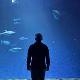 Monterey Bay Aquarium