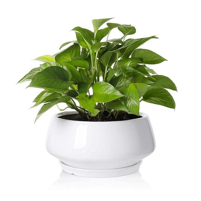 Greenaholics Large Plant Pot - 8.8Inch Round Ceramic Planter with Saucer for Scindapsus Aureum and Ivy Vine, with Drainage Hole, White