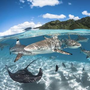 Snorkeling with Sharks & Rays On Our Honeymoon