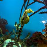 Ripley's Aquarium of Canada