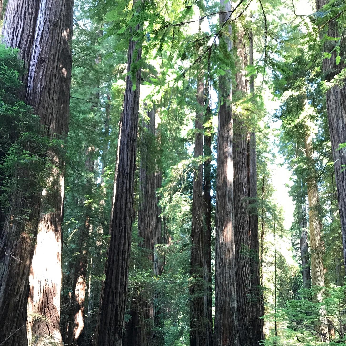 Redwoods Camping Honeymoon Fund