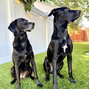 Kota and Bindi's Fund