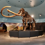 La Brea Tar Pits and Museum