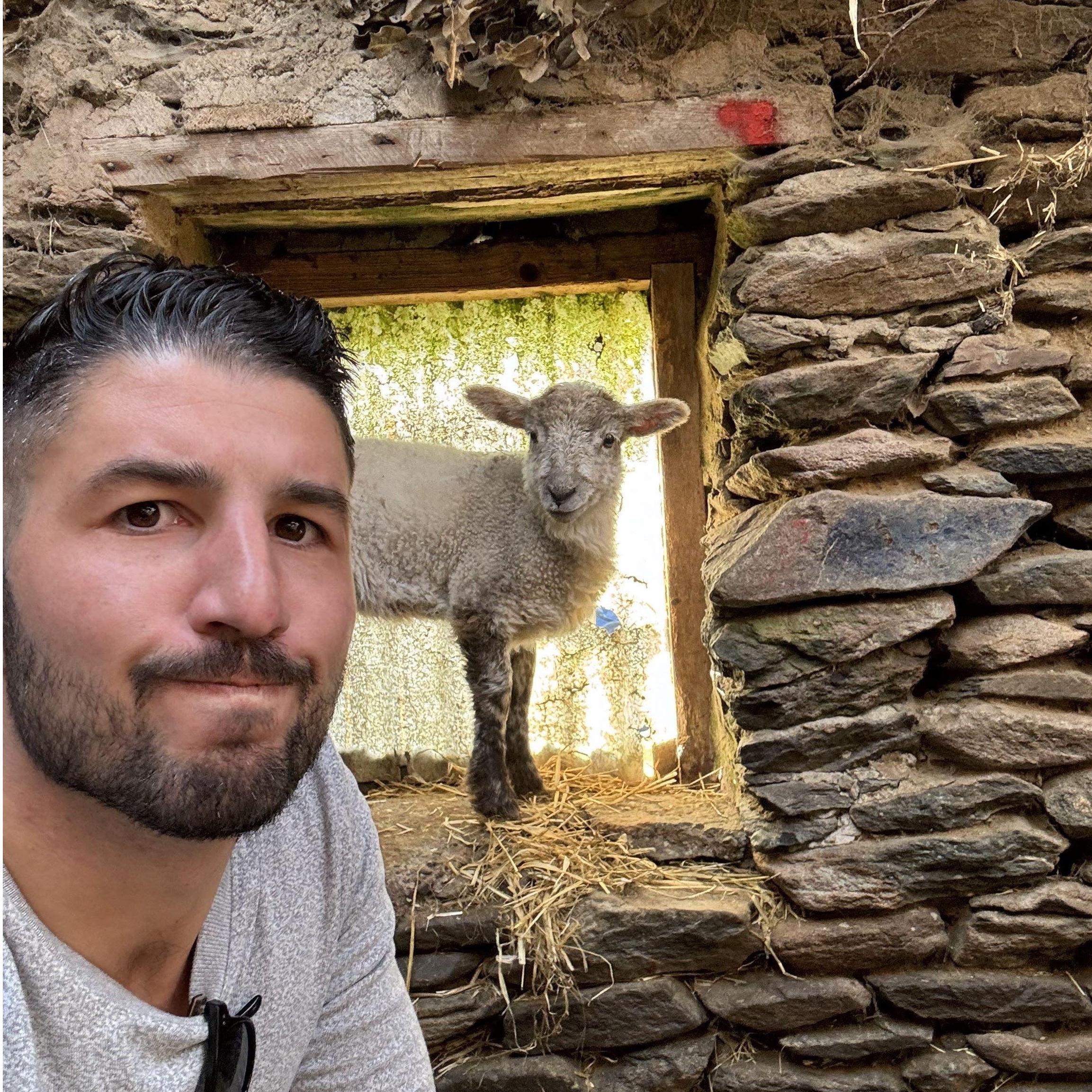 Stopping to pet lambs. Un-baaaa-lievable...