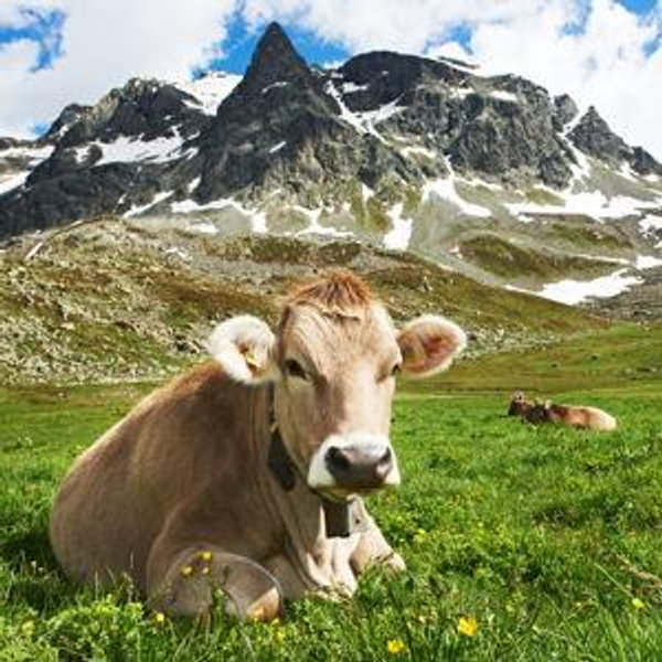 Milking Cows in the Alps