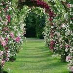 Elizabeth Park Rose Garden