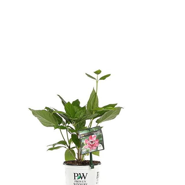 Aphrodite Sweetshrub (Calycanthus) Live Shrub, Red Flowers, 1 Gallon