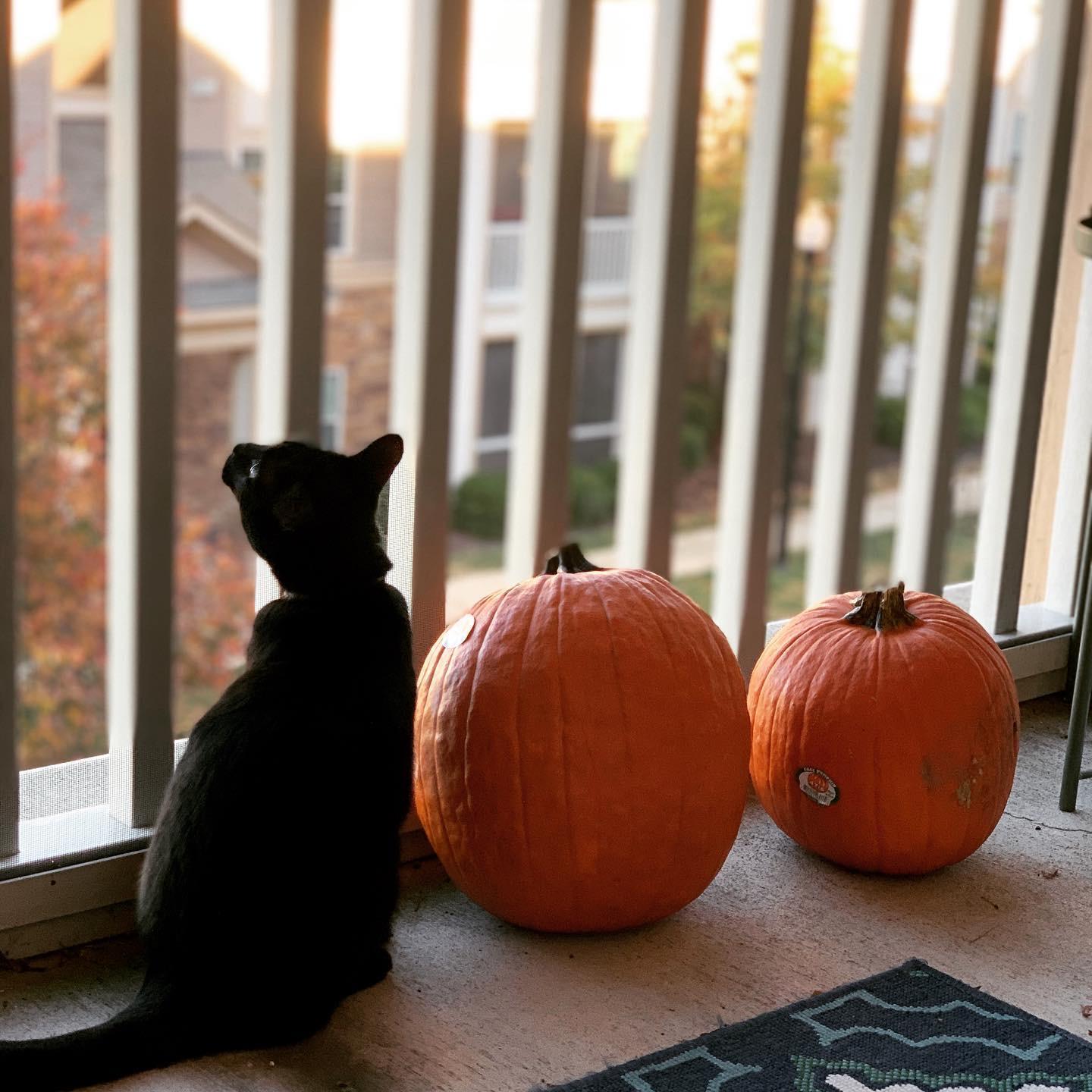 Halloween 2019 in Maryland with Ella