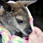 The Outback Kangaroo Farm