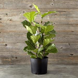 Fiddle Leaf, 10"