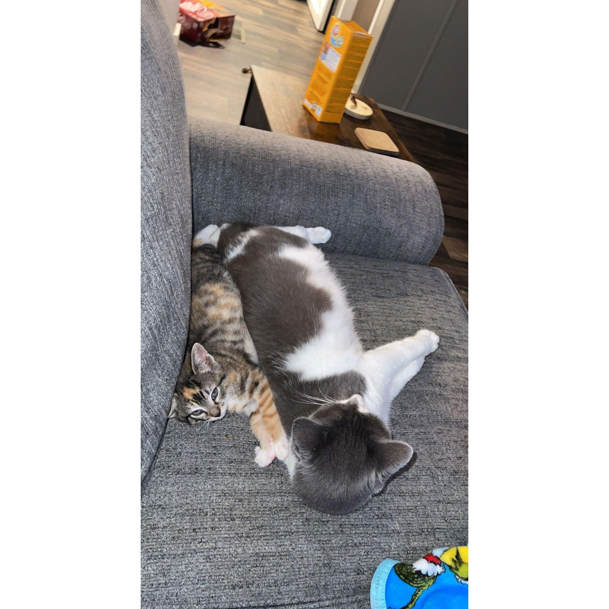 Riley (right) was Aubrey's cat at her parents home and Aubrey suprised Jacob with Wednesday (left)