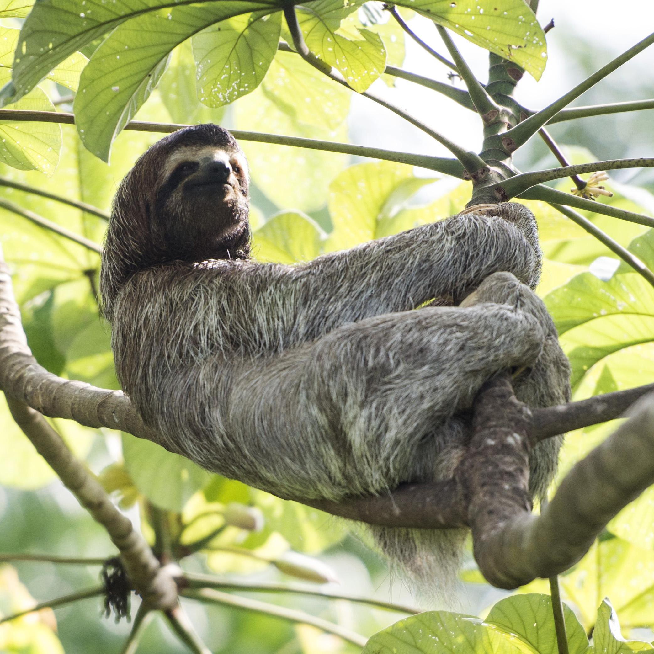 This hilariously mellow creature can be found all over the country, but is probably best seen in Manuel Antonio Park.