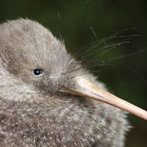 Zealandia Eco Wildlife Night Tour