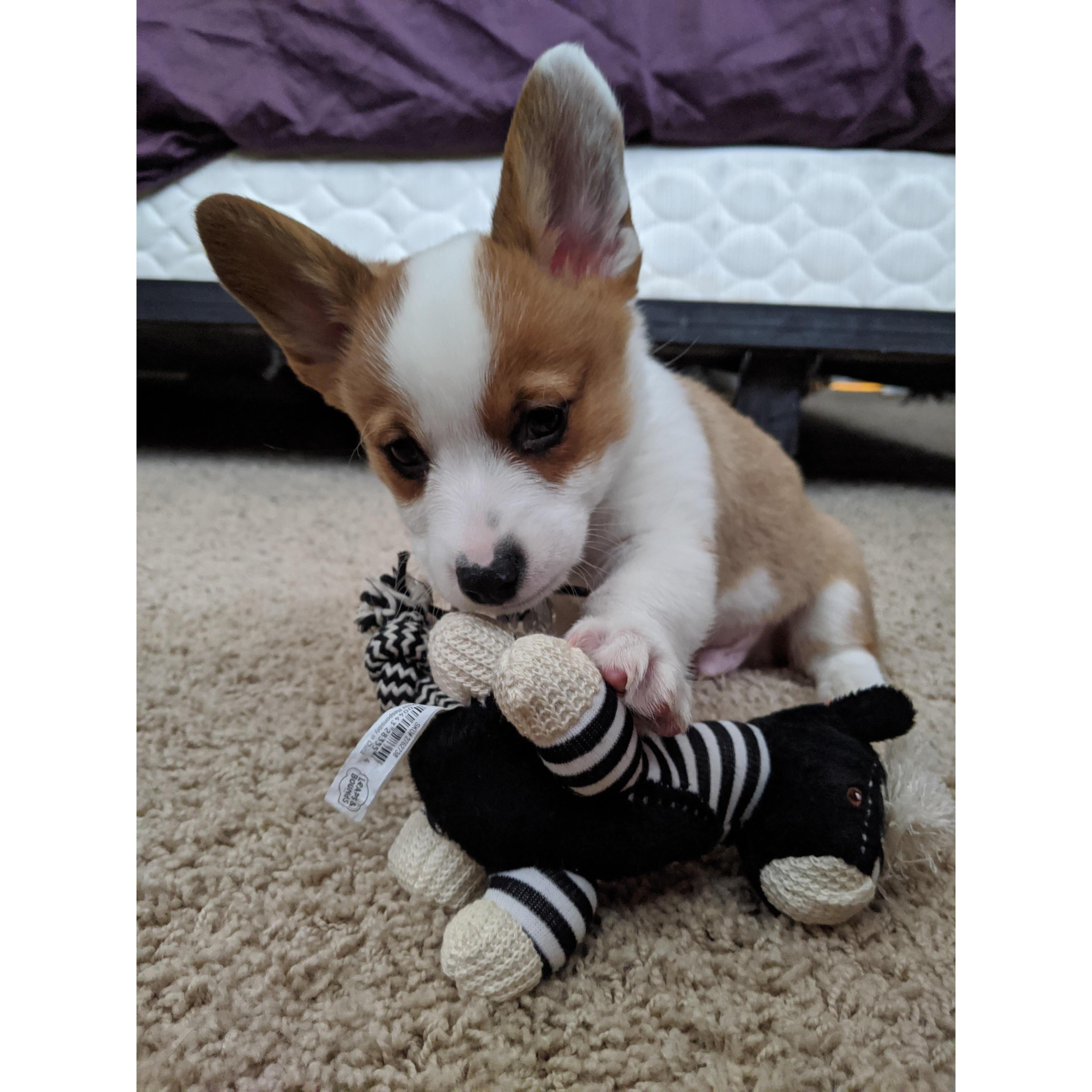 Anyone who knows Kayla will know that she is head over heels in love with corgis. So for a Christmas/proposal gift, he got them their first puppy...a little boy named Ronin!