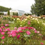 Boise Rose Garden