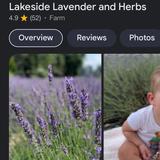Lakeside Lavender and Herbs